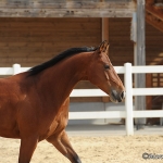 Frisco - BMS Smokin Frisco - Quarter Horse