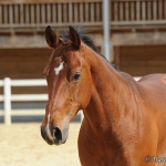 Frisco - BMS Smokin Frisco - Quarter Horse