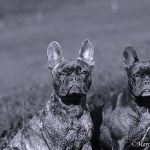 Franz. Bulldogge - Rosi & Roko