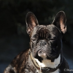 Ike - Französische Bulldogge