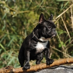 Ike - Französische Bulldogge