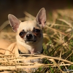 Nala ein Chihuahua Hund