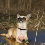 Nala ein Chihuahua Hund