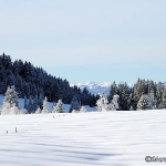 Schneelandschaft im Bregenzer Wald