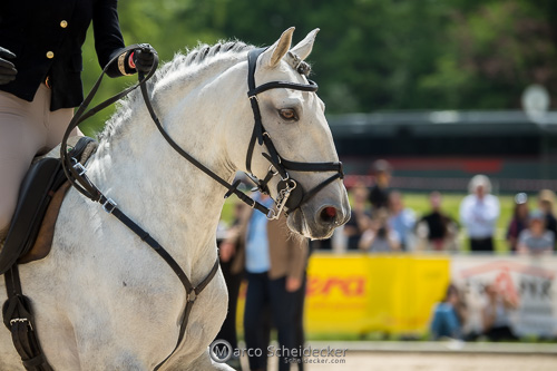 Pferd International München - 2023