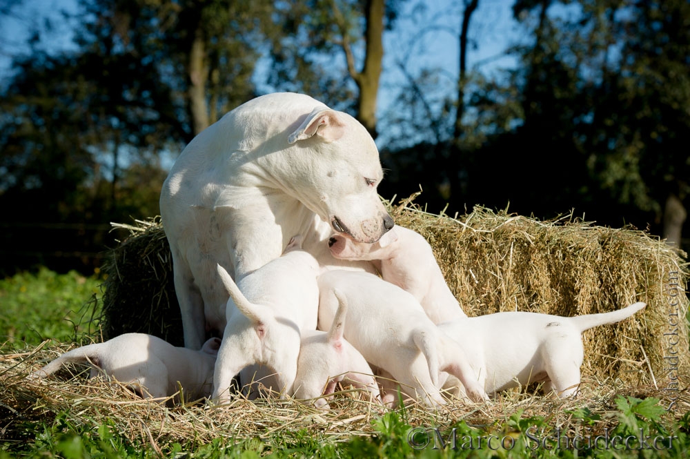 American Bulldog - November mit ihren Kleinen